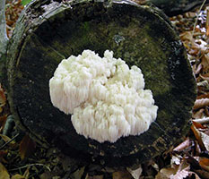 Hericium americanum .